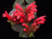 Aeschynanthus - Lipstick Plant
