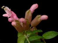 Aeschynanthus - Thai Pink