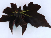 Begonia - Black Fang