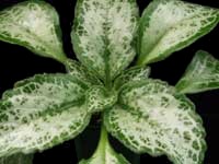 Primulina - sinensis 'Betty'