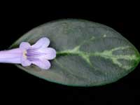 Primulina - minutimaculata