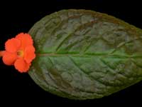 Episcia - verdifolia