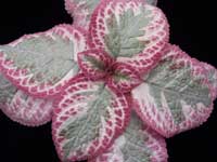 Episcia - Pink Brocade