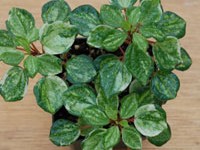 Pepperomia - hoffmanii (variegated) - Click Image to Close