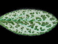 Primulina - sinensis 'Silver'