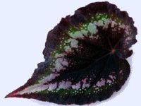 Rex Begonia - Black Beauty