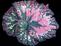 Rex Begonia - Confetti