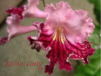 Streptocarpus - Exotic Lady