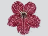 Streptocarpus - Trina Ballerina - Click Image to Close