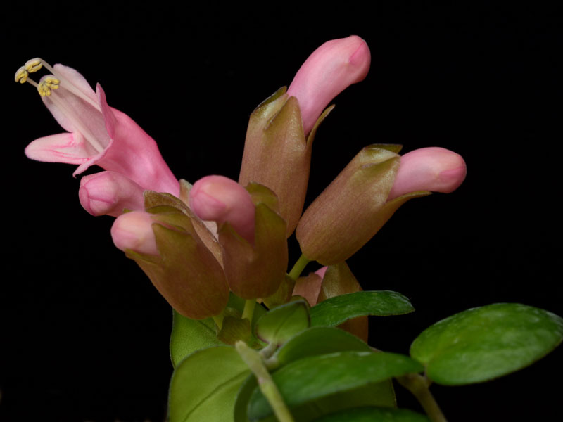 Aeschynanthus - Thai Pink - Click Image to Close