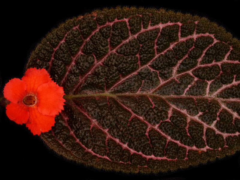 Episcia - Kee Wee - Click Image to Close