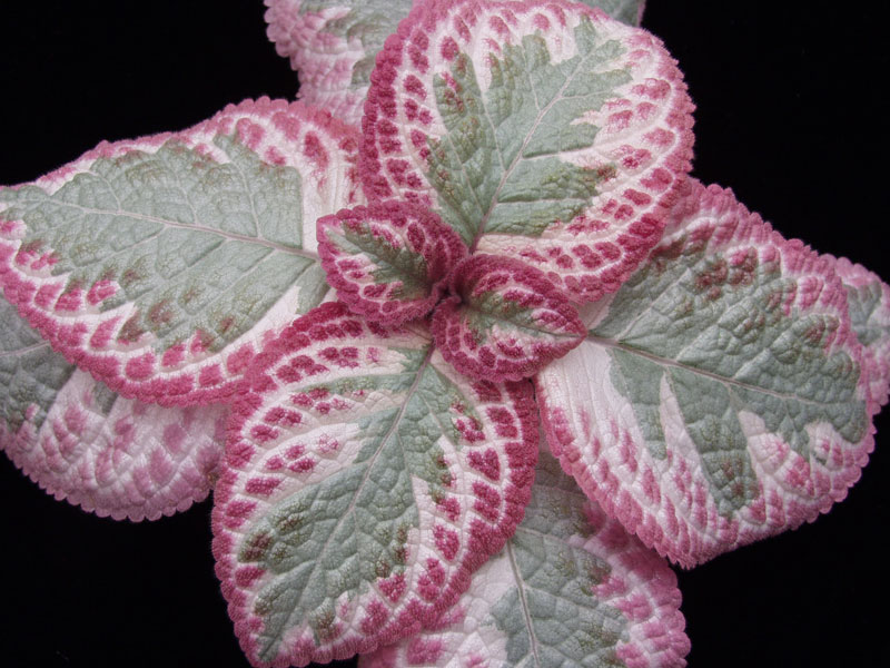 Episcia - Pink Brocade - Click Image to Close