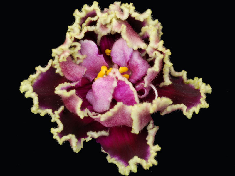 Kamennyi Tsvetok (Gem Flower) - Click Image to Close