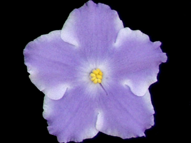 Lavender Magic (Lyon's) - Click Image to Close
