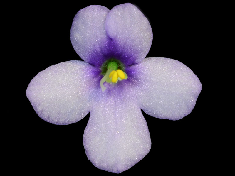 S. clone orbicularis - Click Image to Close