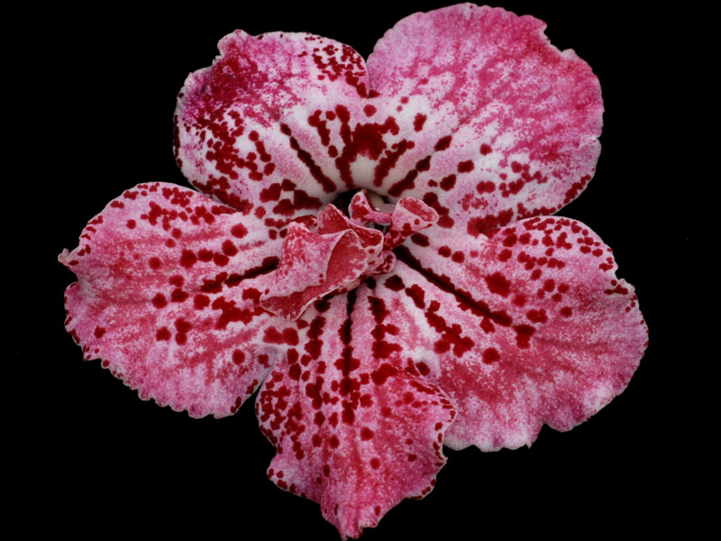 Streptocarpus - DS-Hawaiian Party - Click Image to Close