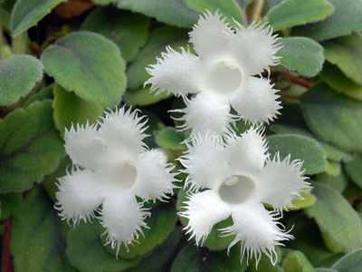 Alsobia - dianthiflora