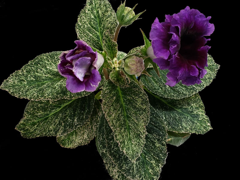Collier Jardin, vert et violet, alstromérias - Haliotis Créations