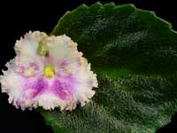 Allegro Watermelon Ruffles