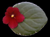 Aca's Red Ember