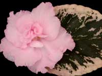 Cajun's Freckleface Kid