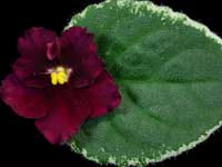 Cajun's Heart and Soul