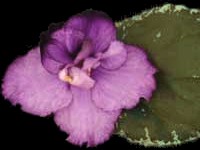 Apache Gem