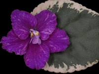 Black Magic (Lyon's)