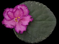 Buckeye Colossal