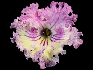Streptocarpus - Lyon's Strawberry Lemonade