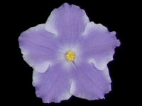 Lavender Magic (Lyon's)