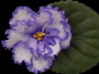 Spectacular (Lyon's)