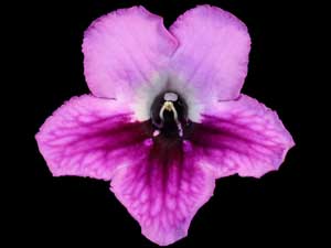 Streptocarpus - Pretty 'n Pink