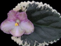 Wild Irish Rose