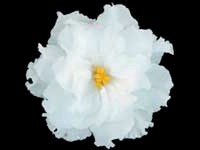 EK-Belaia Koroleva (White Queen)