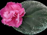 Rebel's Coral Jewel