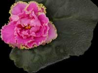 Coming Up Roses