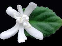Lunar Lily White