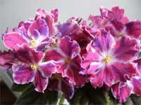 RM-Pavlina (Paulina)