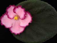 Tequila Rose