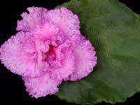 Lacey's Sophia