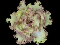 RS-Lesnoe Kruzhevo (Forest Lace)