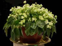 RS-Zimniy Tsvetok (Winter Flower)