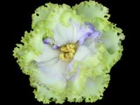 ALEN-Electric Blue (Electric Blue)