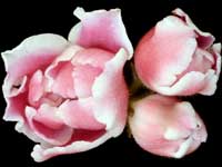 RM-Volshebnyi Tiul'pan (Magic Tulip)