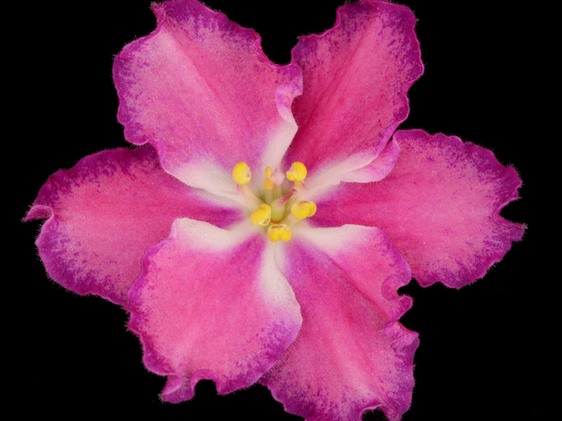 RS-Operetta (Operetta)