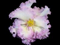 RS-Zolotaia Roskosh (Golden Luxury)