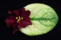 EK-Boi Bykov Gold (Bullfight Gold)