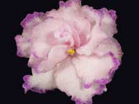 EK-Ekzotika (Exotica)