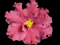 EK-Ryzhyi Kot (Red Cat)